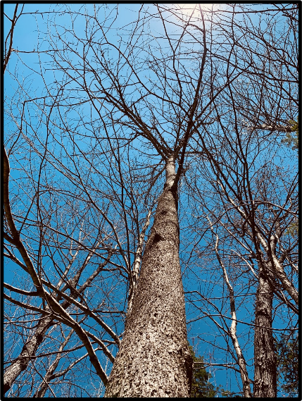 Climate Change Negatively Impacting How Trees Produce New Seeds, Research Finds